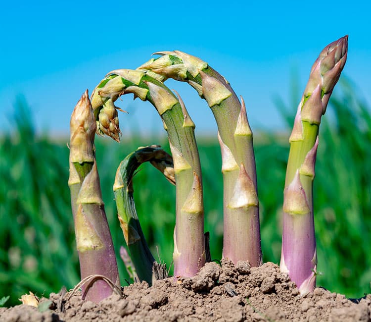 Asperges dans un champ - Une box repas bio en adéquation avec nos valeurs